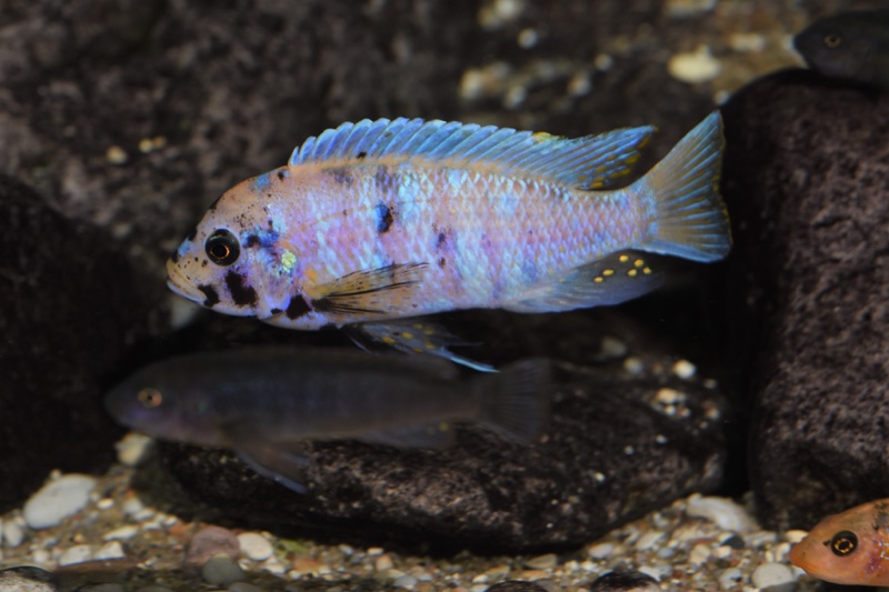 Maylandia zebra 'Mitande Reef (Rocks)'